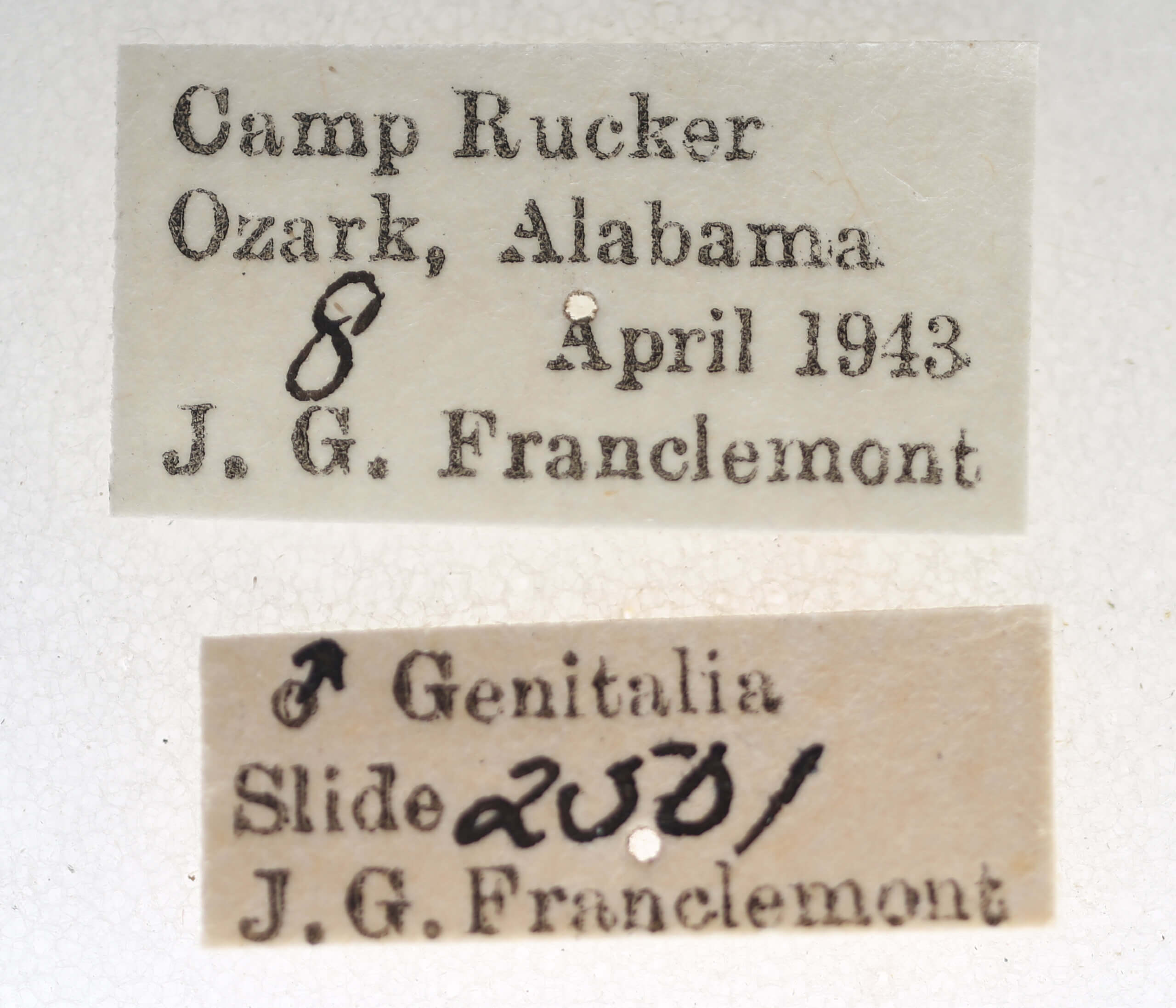 label view of adult Paectes pygmaea