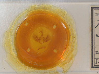 slide view of adult Gondysia smithii