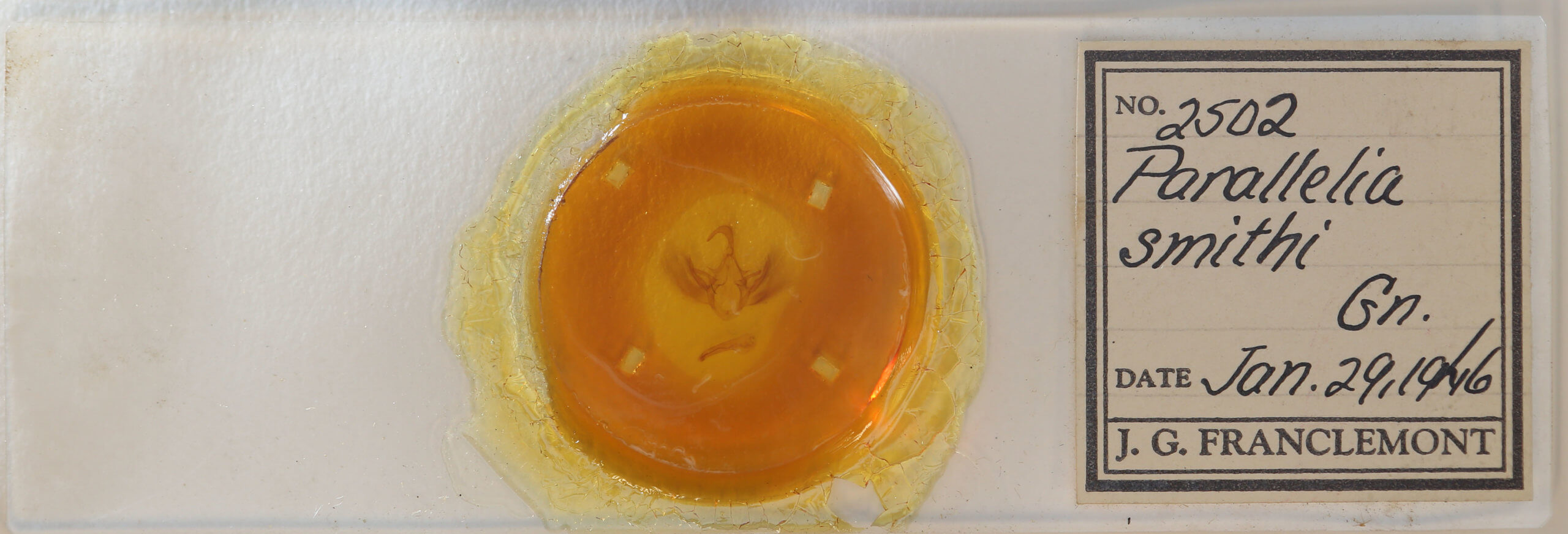 slide view of adult Gondysia smithii