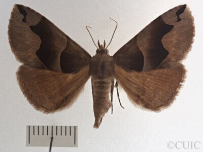 dorsal view of adult Gondysia smithii