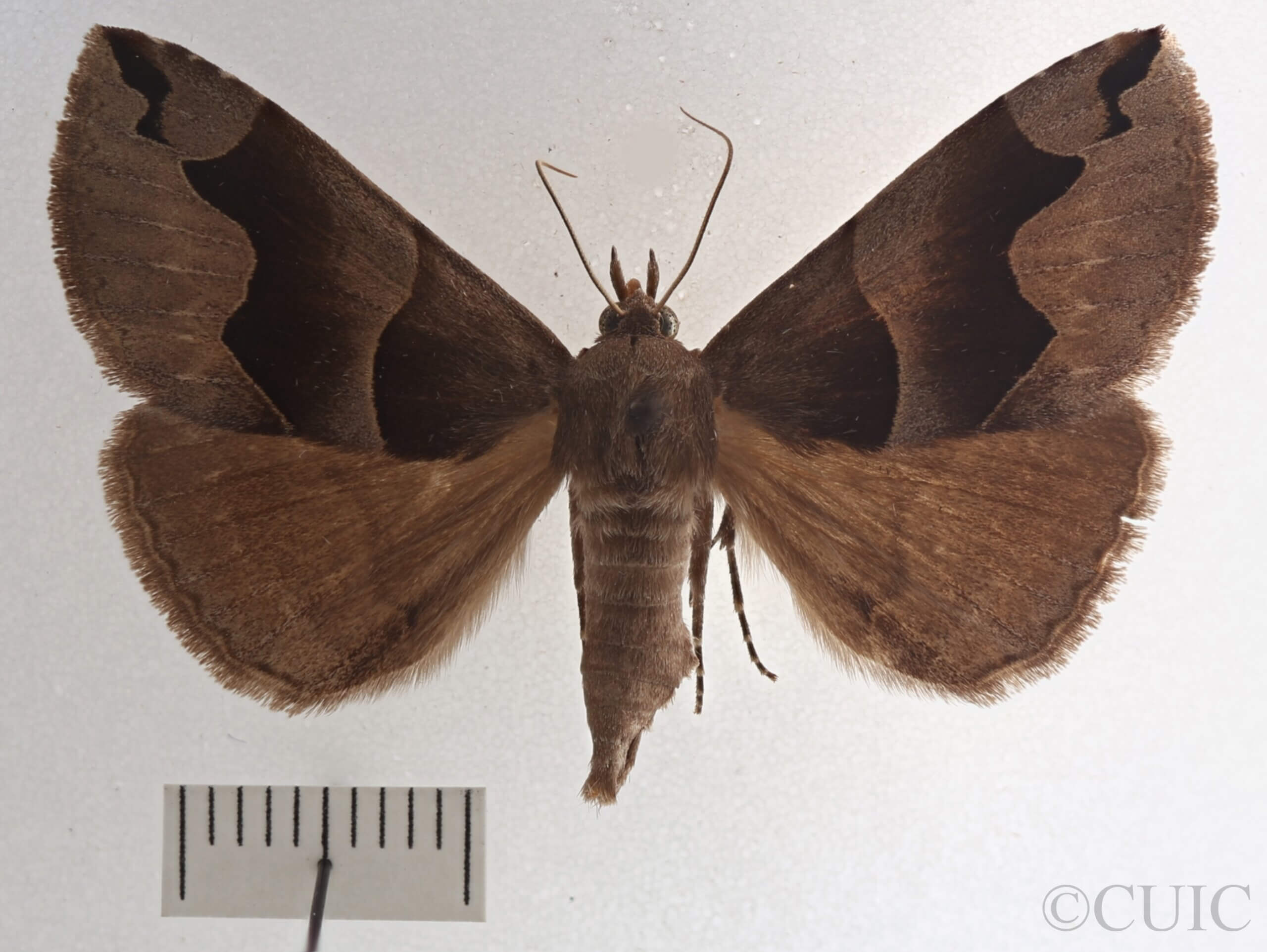 dorsal view of adult Gondysia smithii