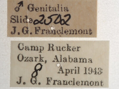 label view of adult Gondysia smithii