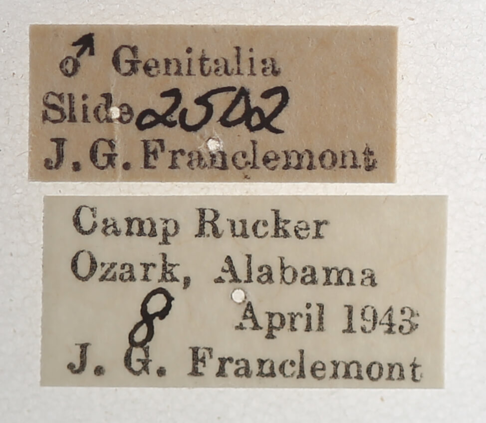 label view of adult Gondysia smithii