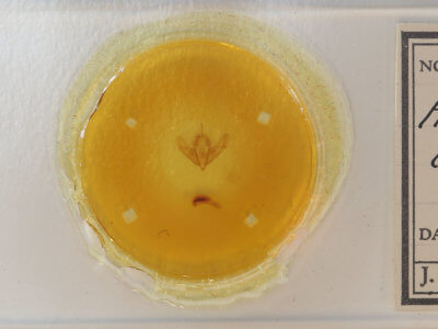 slide view of adult Acronicta longa