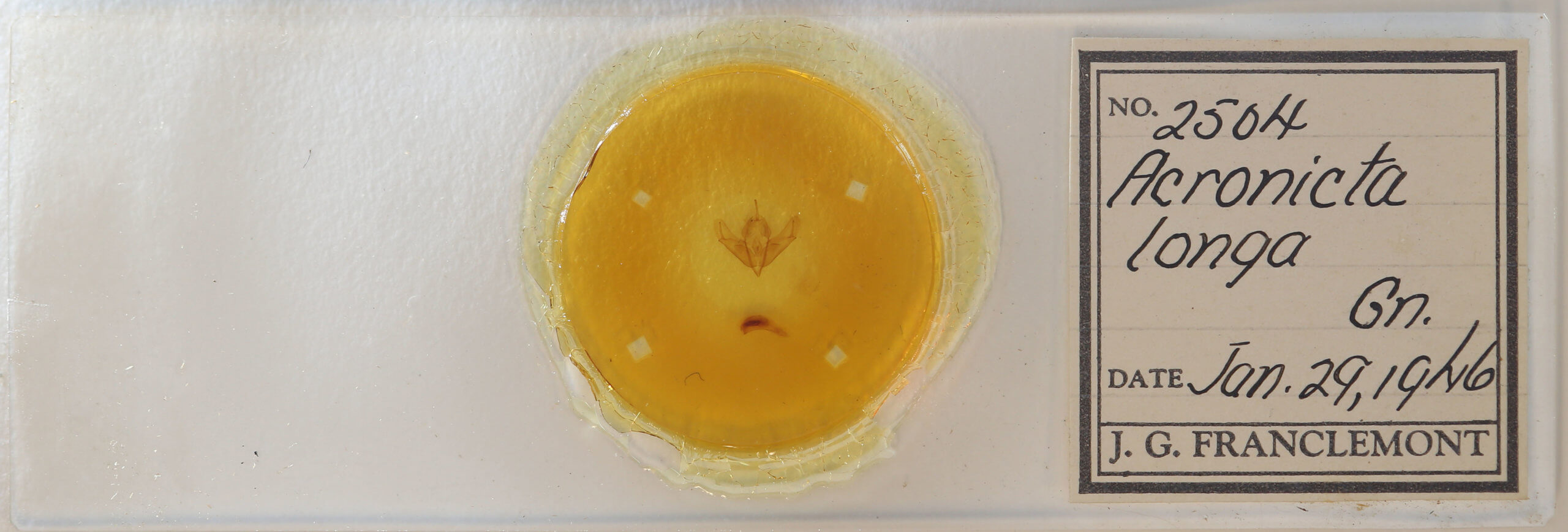 slide view of adult Acronicta longa