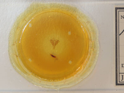 slide view of adult Acronicta retardata