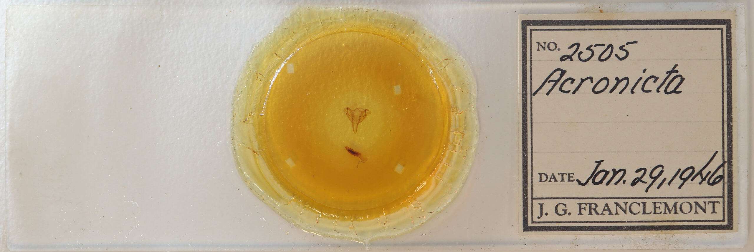 slide view of adult Acronicta retardata
