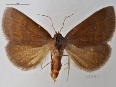 dorsal view of adult Argyrostrotis deleta