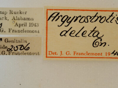 label view of adult Argyrostrotis deleta