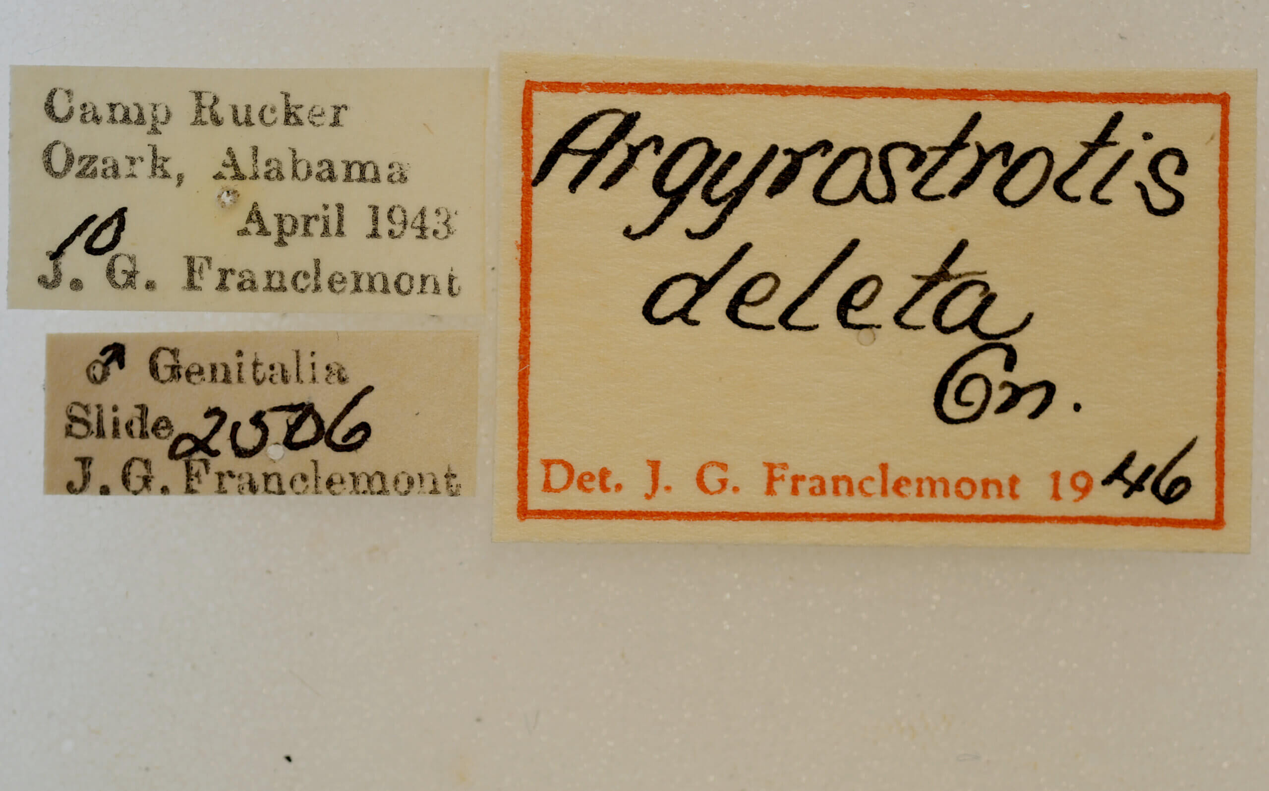 label view of adult Argyrostrotis deleta