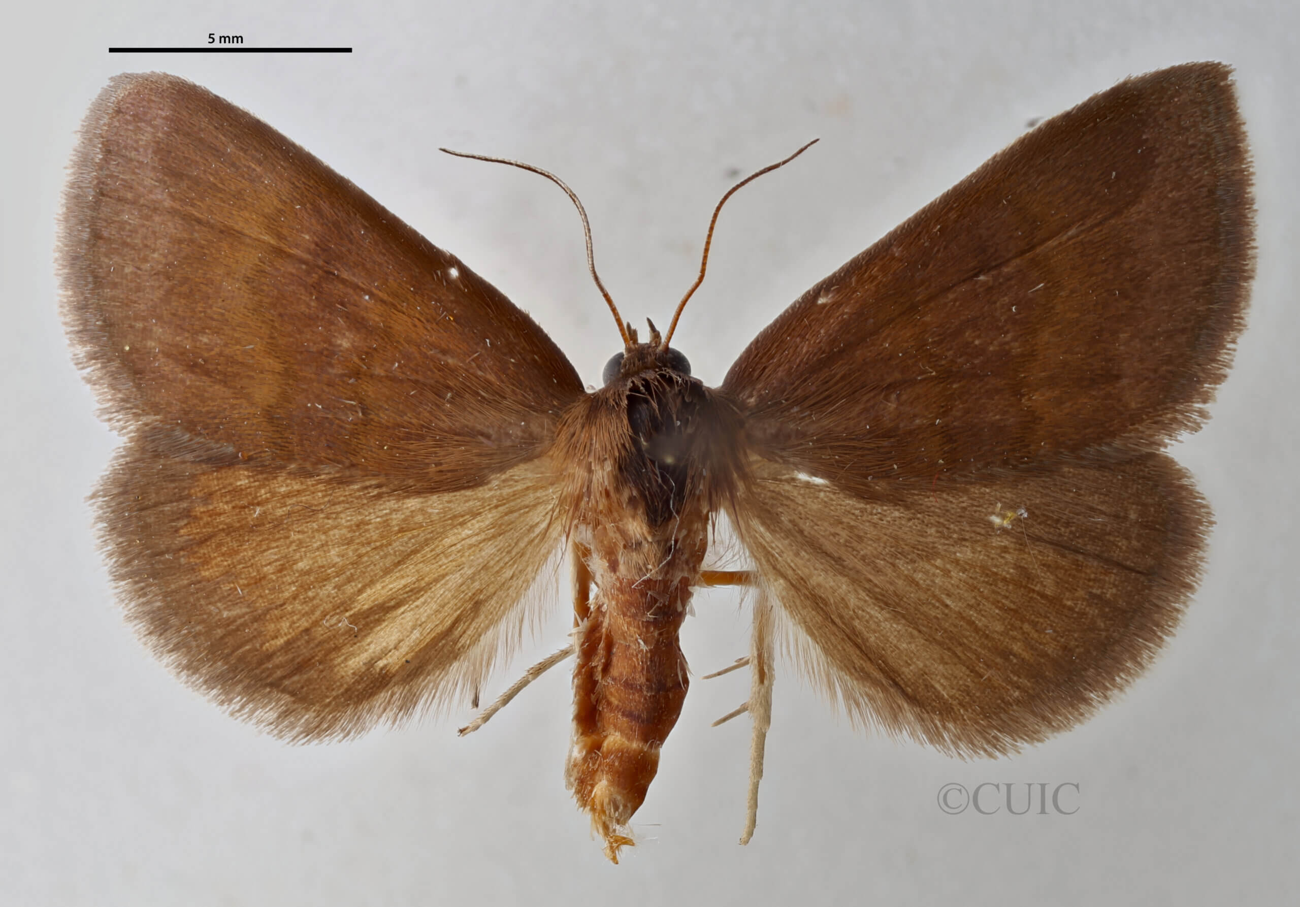 dorsal view of adult Argyrostrotis deleta