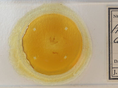 slide view of adult Argyrostrotis deleta