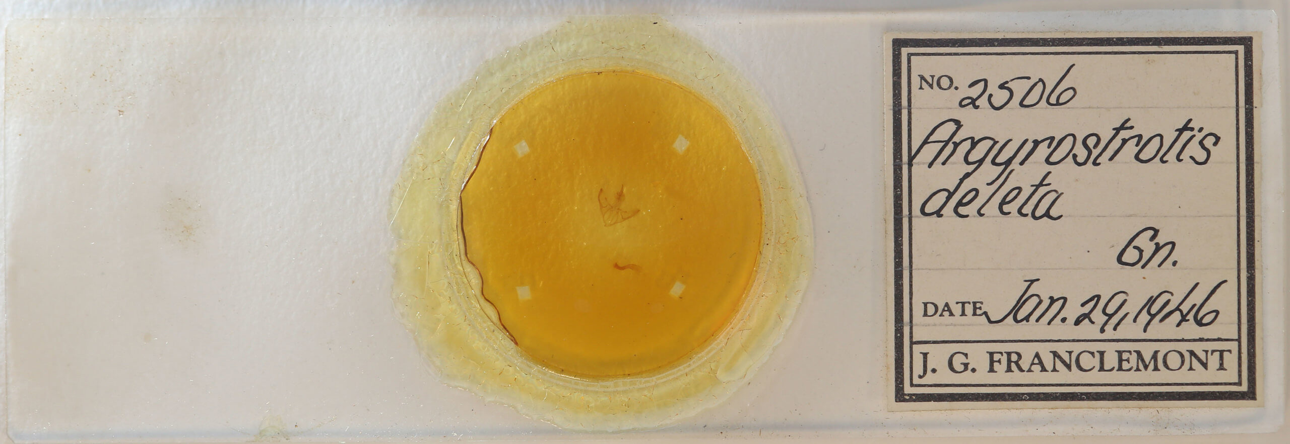 slide view of adult Argyrostrotis deleta