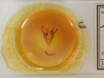 slide view of adult Zale obliqua