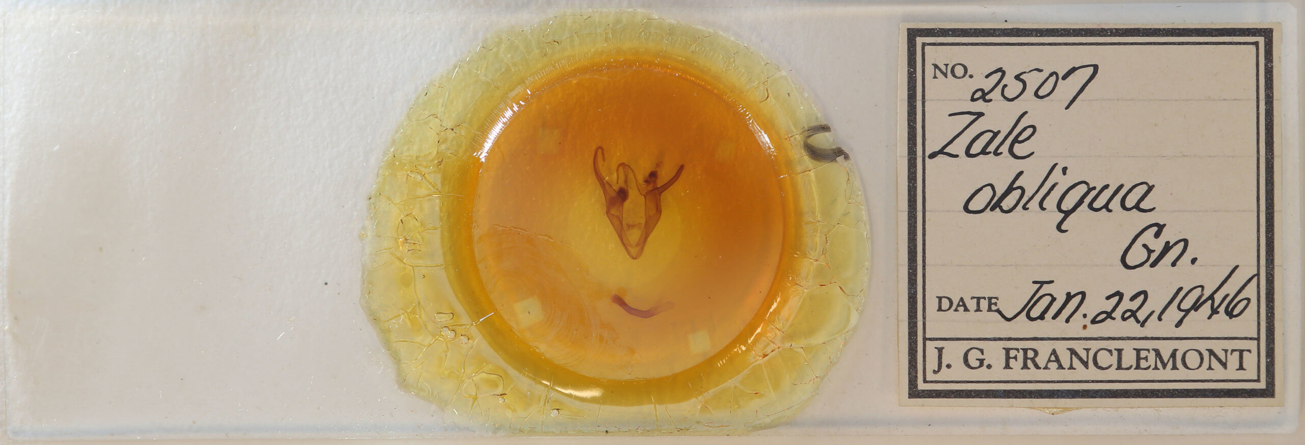 slide view of adult Zale obliqua