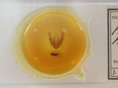 slide view of adult Acronicta hasta