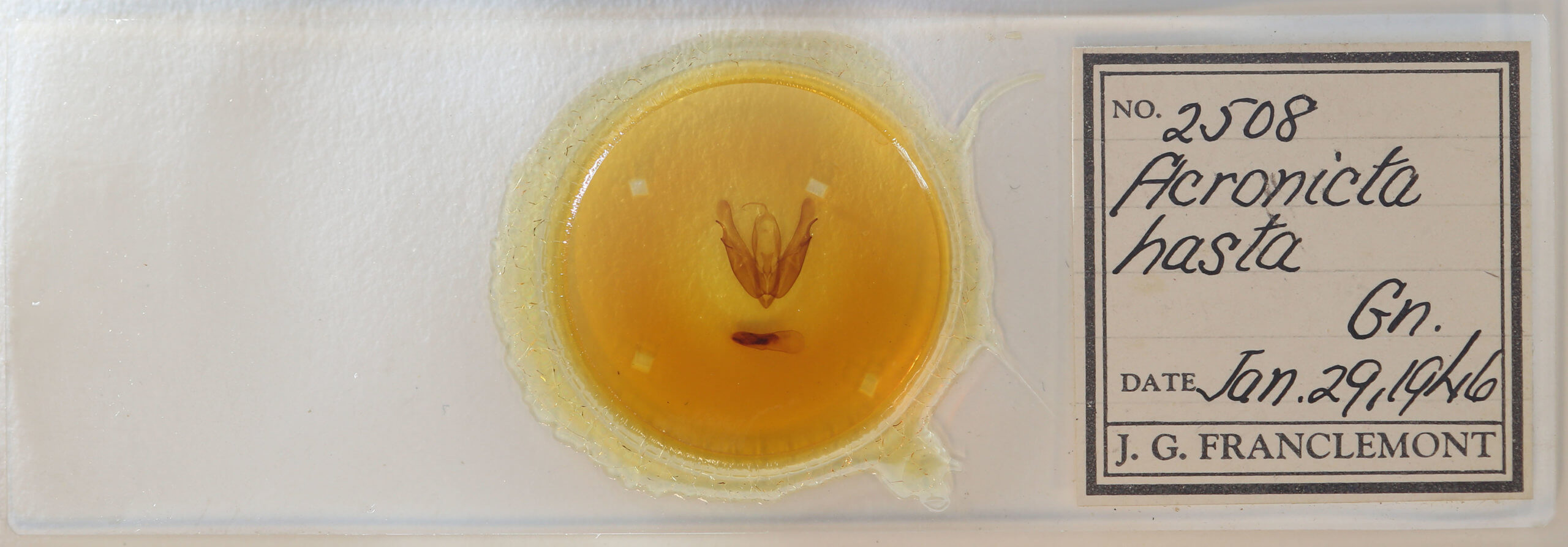 slide view of adult Acronicta hasta