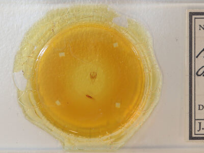 slide view of adult Amolita obliqua