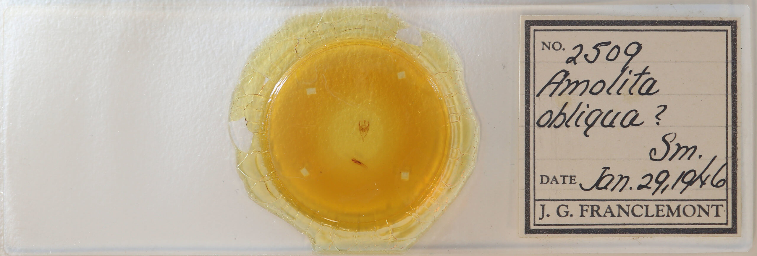 slide view of adult Amolita obliqua