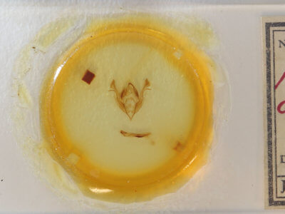 slide view of adult Morrisonia triangula