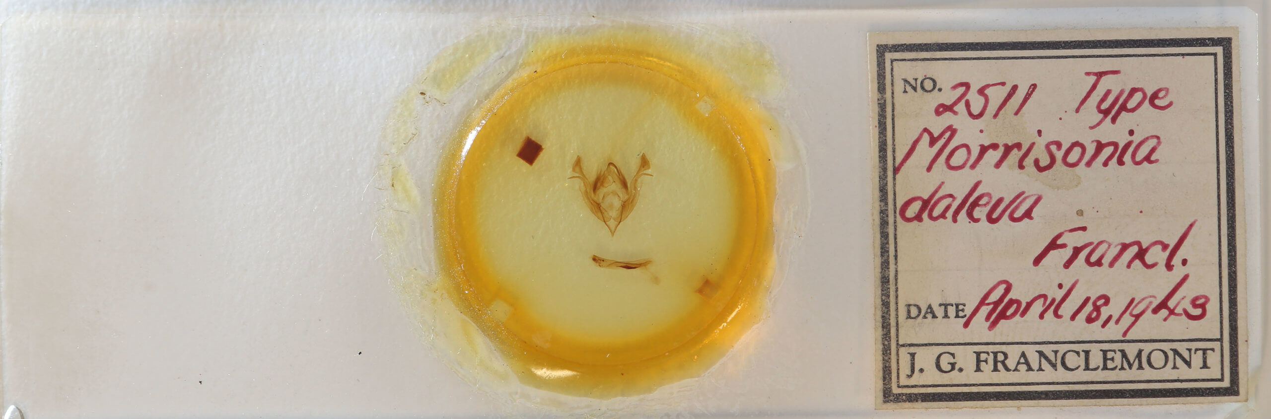 slide view of adult Morrisonia triangula