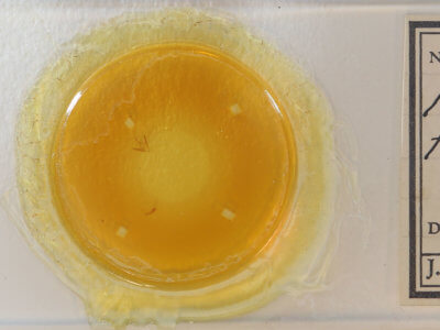 slide view of adult Nigetia formosalis