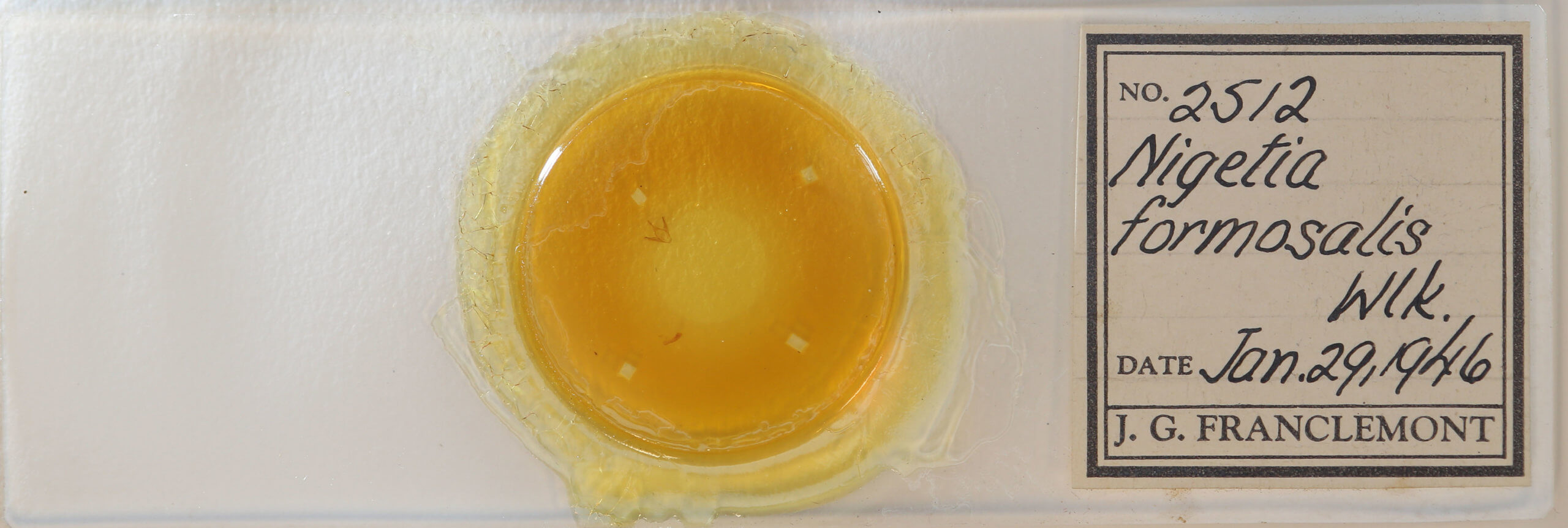 slide view of adult Nigetia formosalis