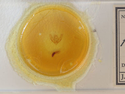 slide view of adult Acronicta fallax