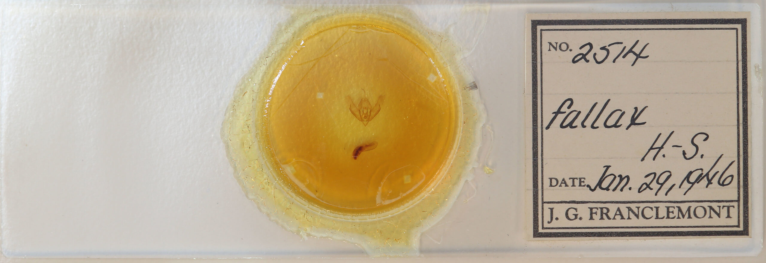 slide view of adult Acronicta fallax