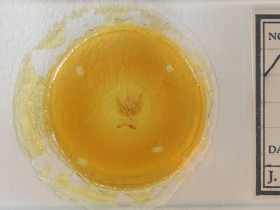 slide view of adult Leucania extincta