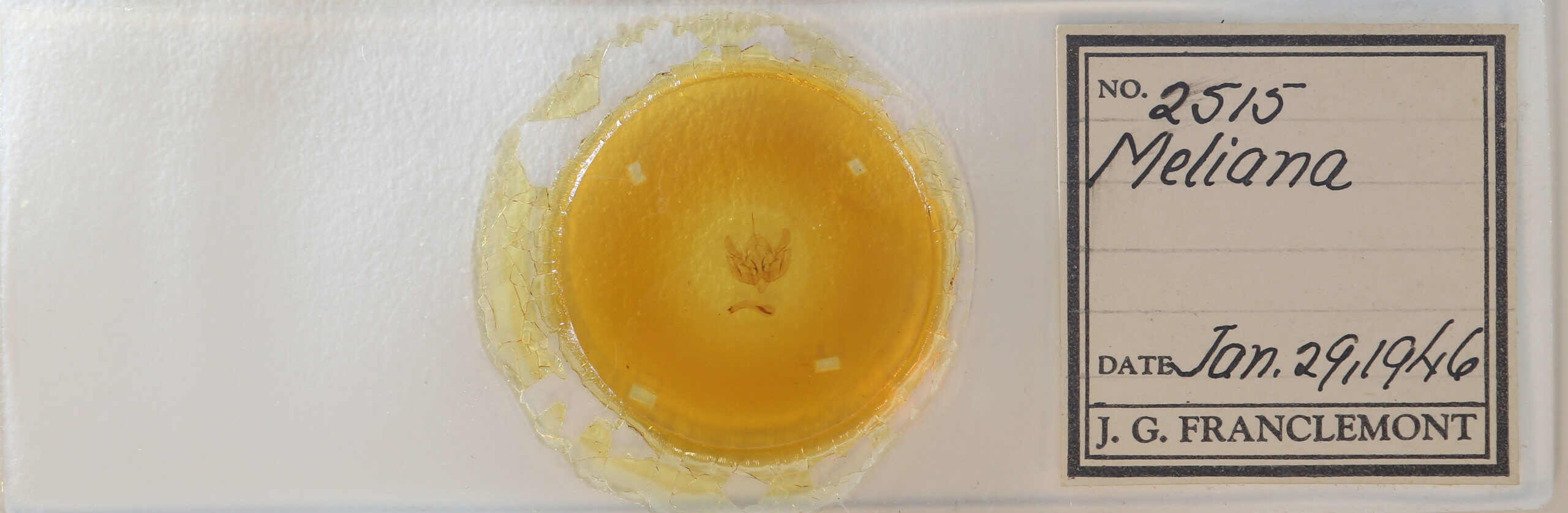 slide view of adult Leucania extincta