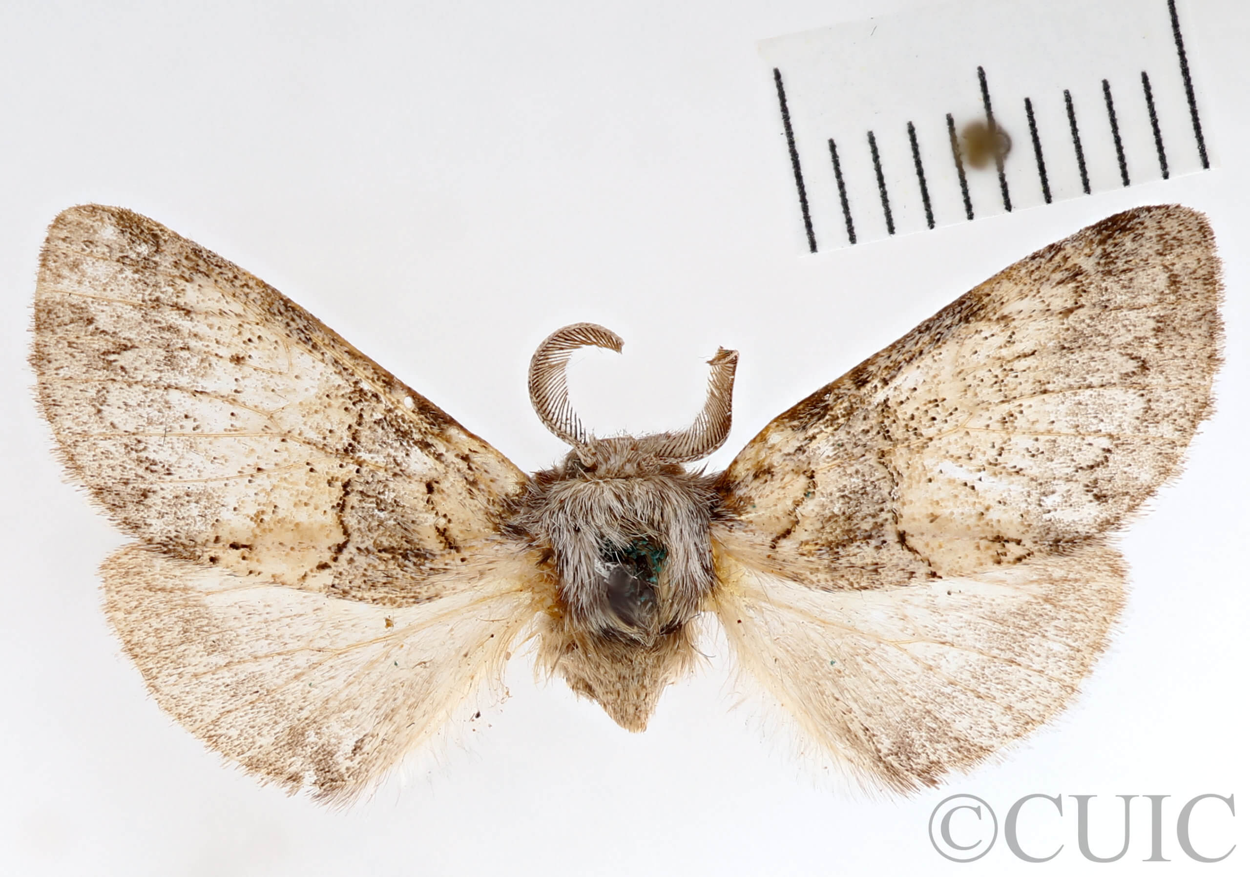 dorsal view of adult Gluphisia septentrionis