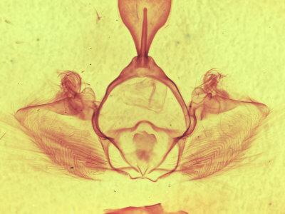 genitalia view of adult Gluphisia septentrionis