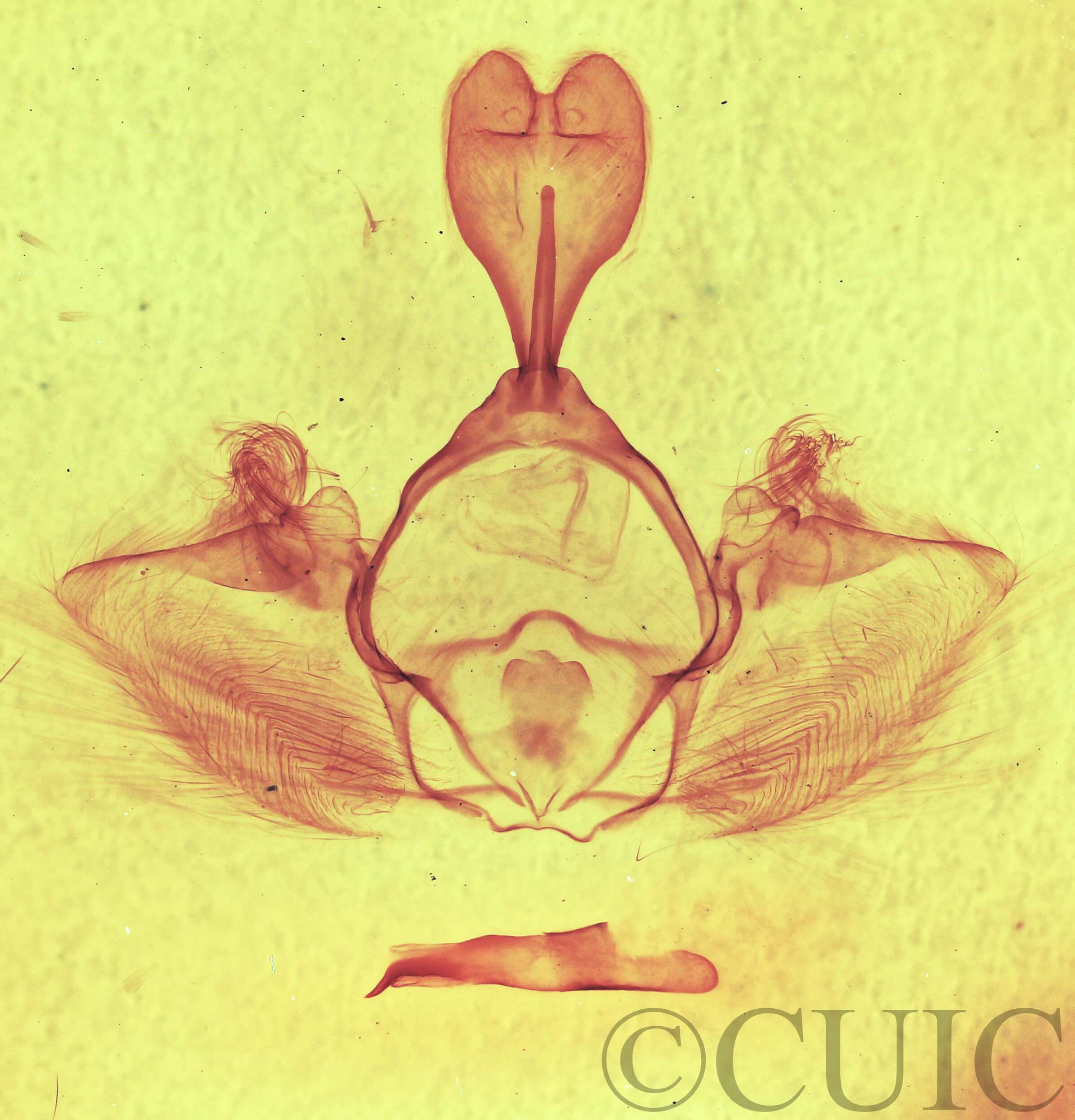 genitalia view of adult Gluphisia septentrionis