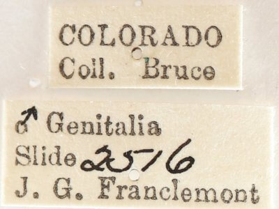 label view of adult Gluphisia septentrionis