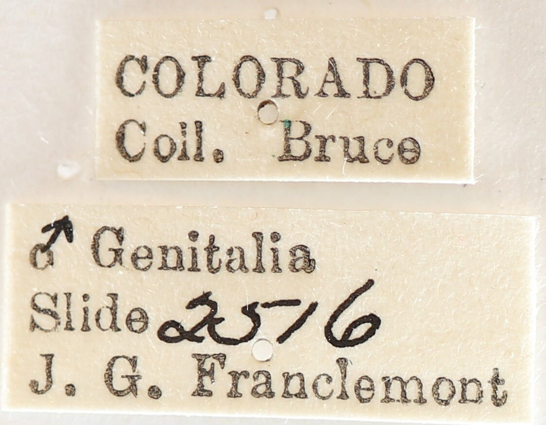 label view of adult Gluphisia septentrionis