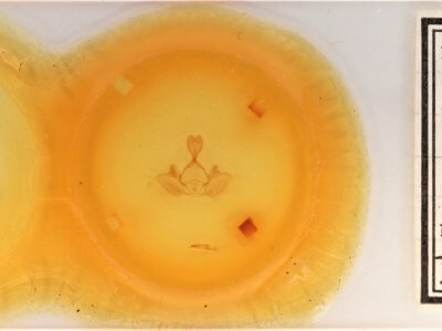 slide view of adult Gluphisia septentrionis