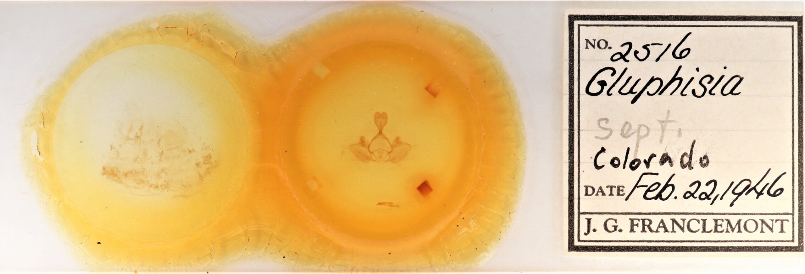 slide view of adult Gluphisia septentrionis