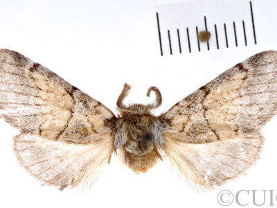 dorsal view of adult Gluphisia septentrionis