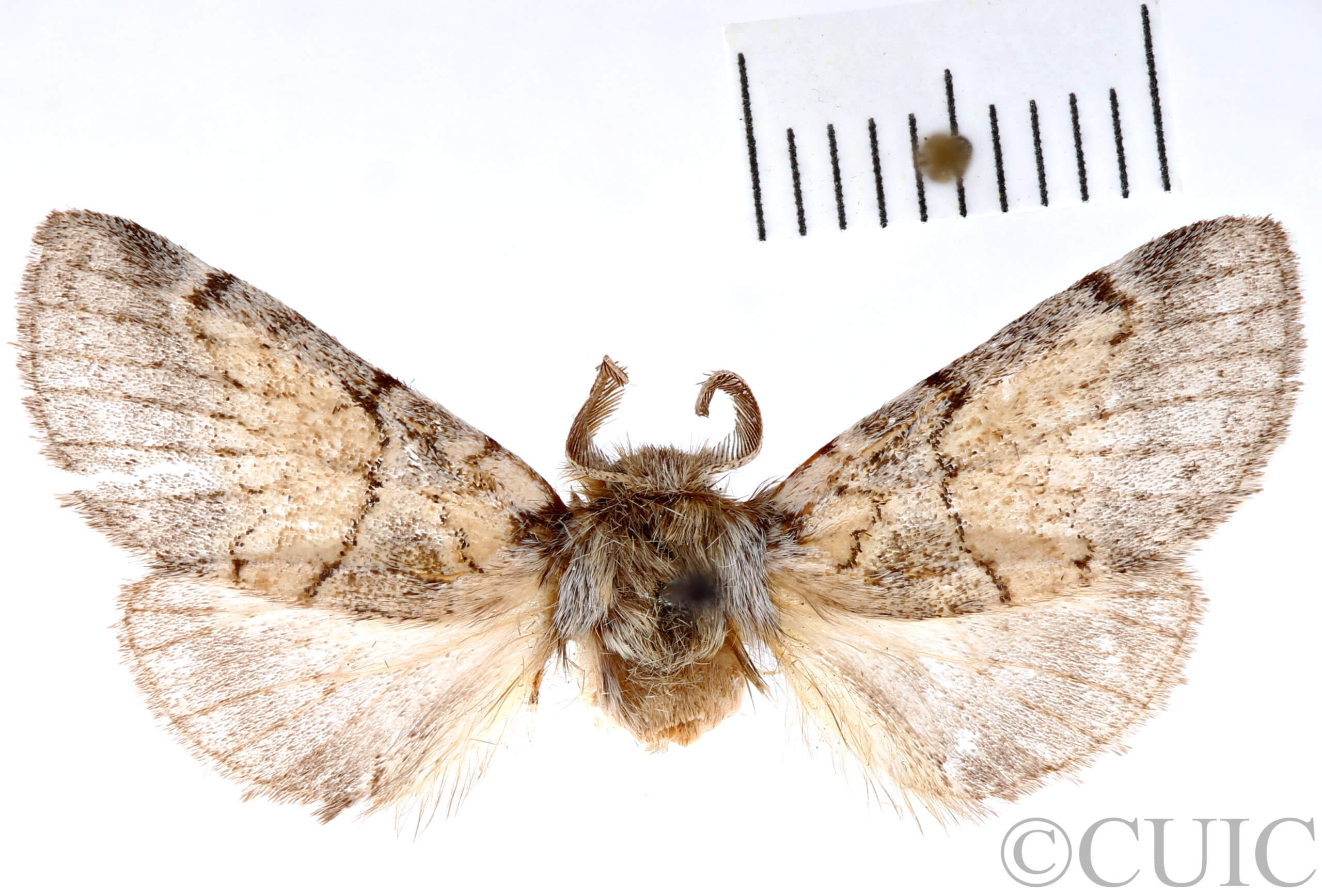 dorsal view of adult Gluphisia septentrionis