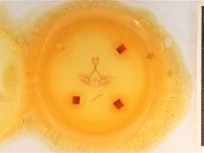 slide view of adult Gluphisia septentrionis