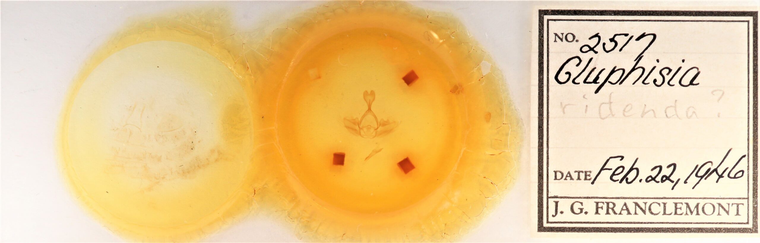 slide view of adult Gluphisia septentrionis