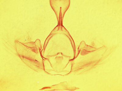genitalia view of adult Gluphisia septentrionis