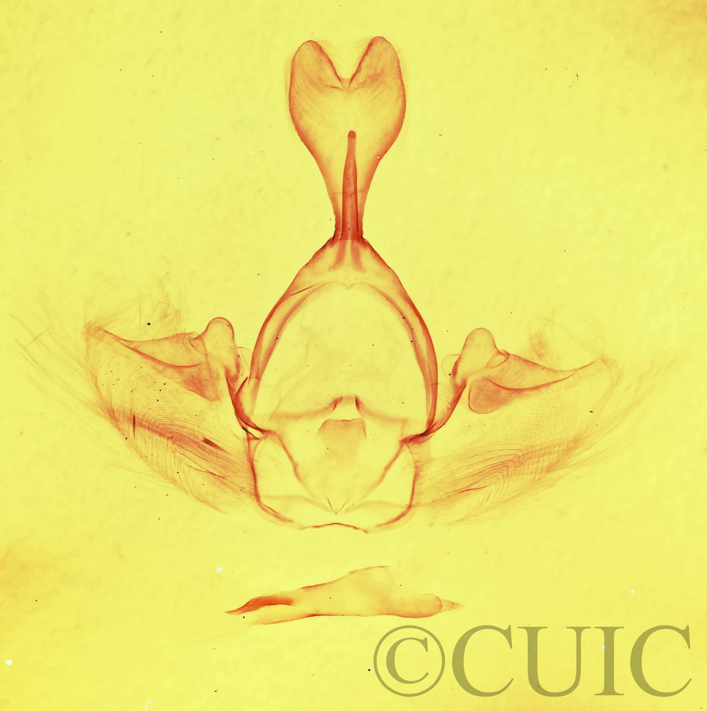 genitalia view of adult Gluphisia septentrionis