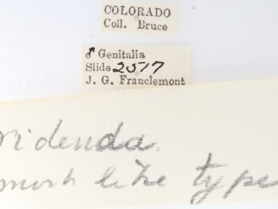 label view of adult Gluphisia septentrionis