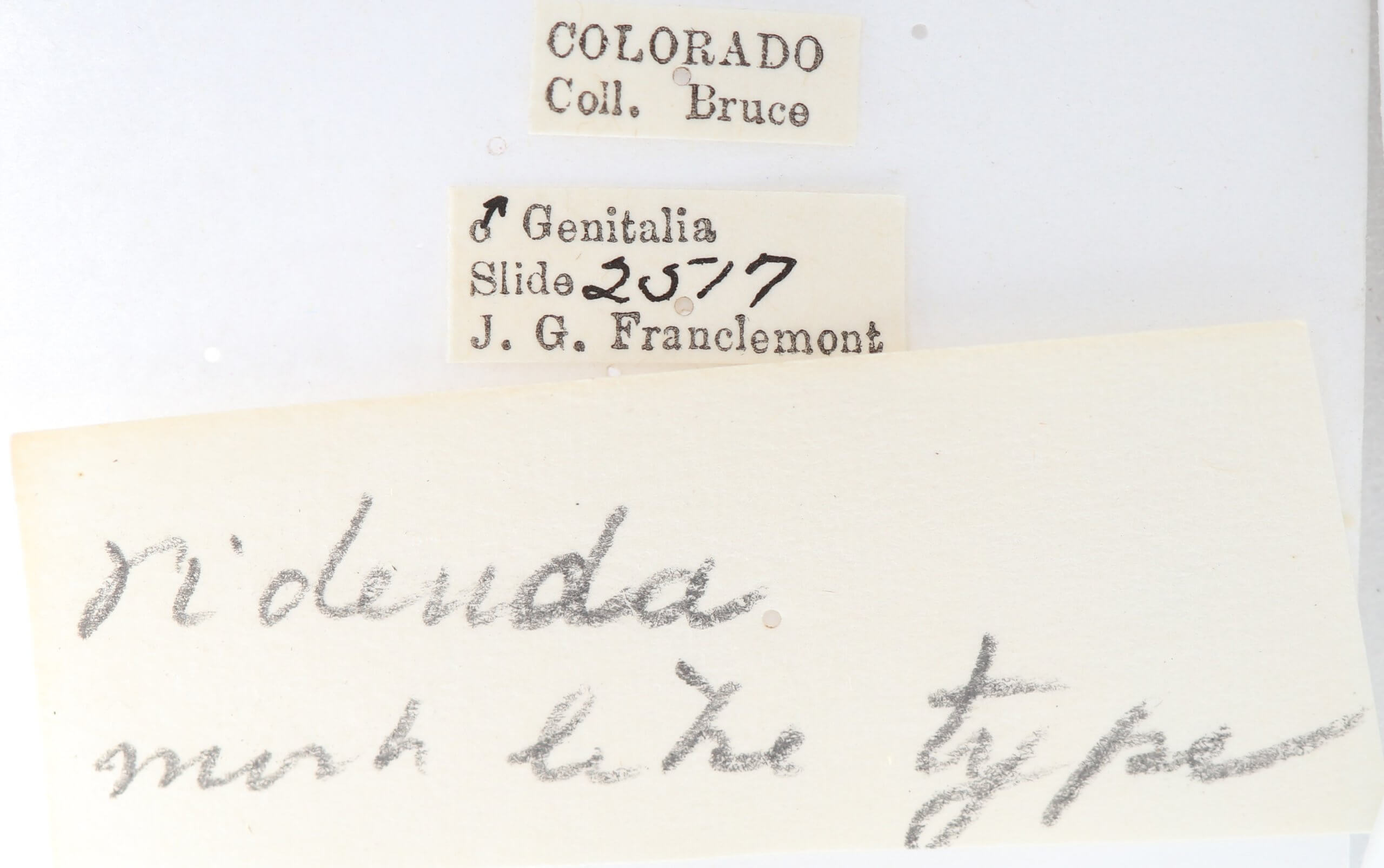 label view of adult Gluphisia septentrionis