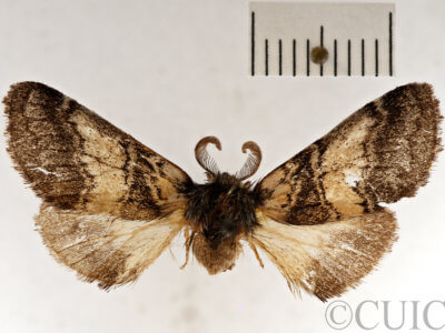 dorsal view of adult Gluphisia septentrionis