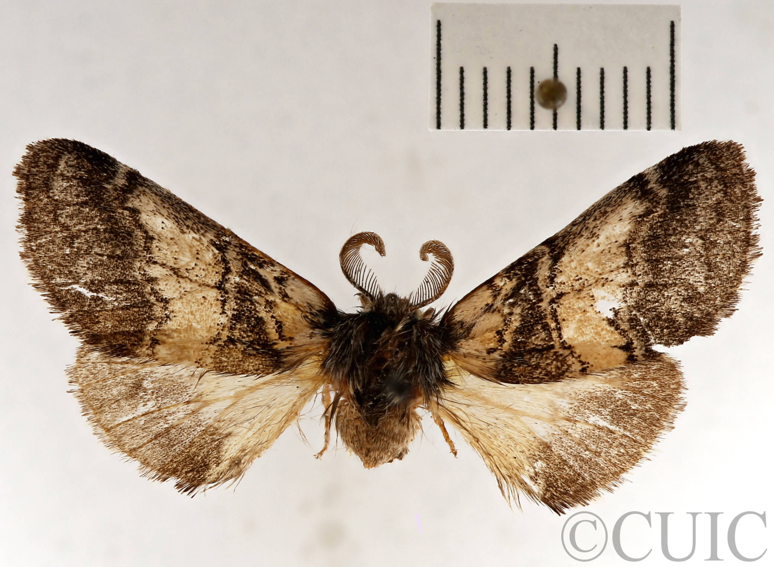 dorsal view of adult Gluphisia septentrionis