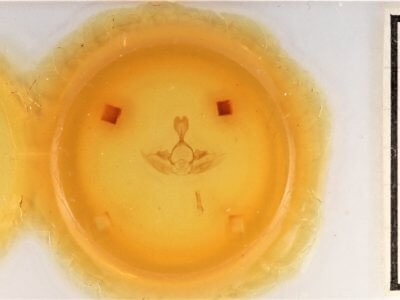 slide view of adult Gluphisia septentrionis