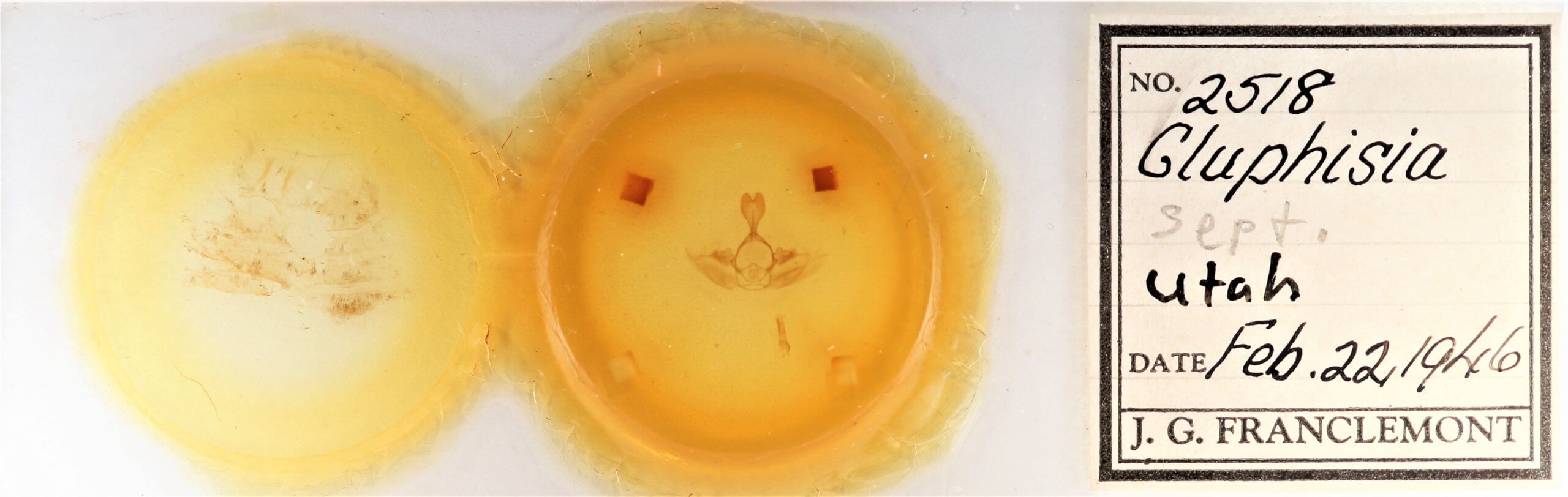 slide view of adult Gluphisia septentrionis